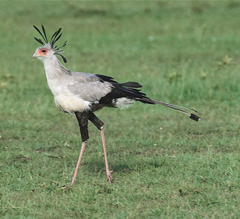 Sagittarius serpentarius, Secretary/​Bennu bird (photo: Ency. Britannica)